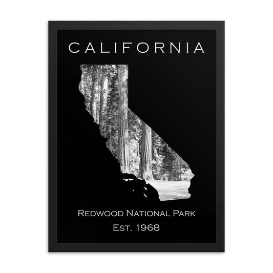 Redwood National Park - Black - Black and White - Framed