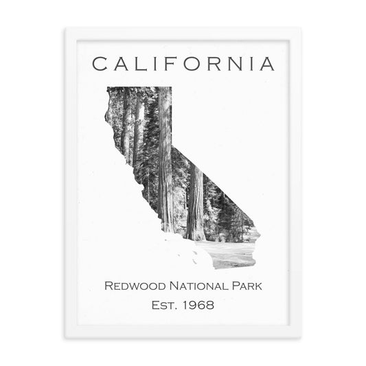 Redwood National Park - White - Black and White - Framed