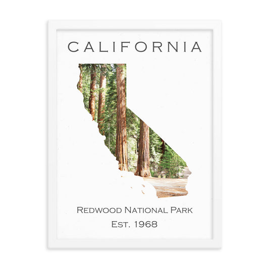 Redwood National Park - White - Color - Framed